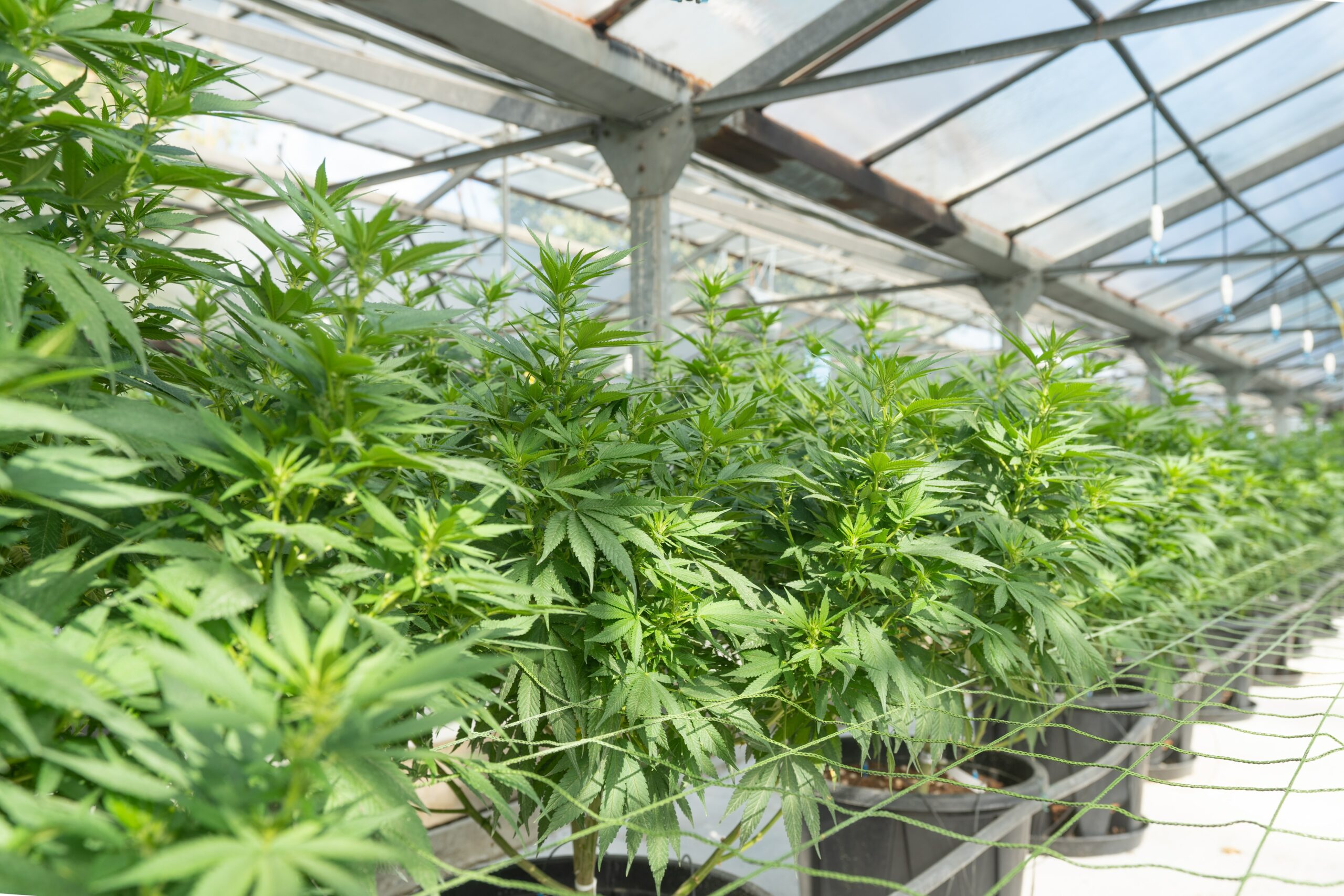 SRIA Cannabis Cultivation